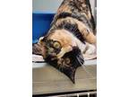 Adopt Cali a Calico