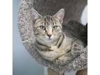 Adopt Pearl a Domestic Short Hair