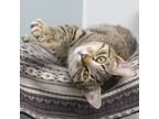 Adopt Cleo a Domestic Short Hair