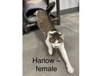 Adopt Harlow a Domestic Short Hair