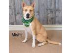 Adopt Cleo ( Misfit ) a Pit Bull Terrier, Husky