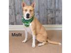 Adopt Misfit a Pit Bull Terrier, Husky