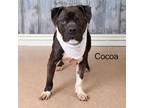 Adopt Cocoa a Pit Bull Terrier