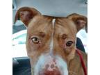 Adopt Nena a Pit Bull Terrier