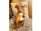 Adopt Poppy a Chiweenie, Vizsla