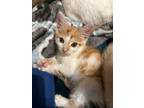 Adopt Asiago a Domestic Short Hair