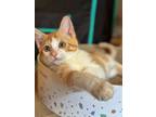 Adopt Gruyre a Domestic Short Hair