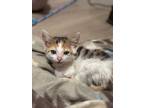 Adopt Riccota a Domestic Short Hair