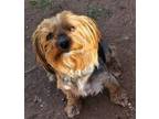 Adopt Phoebe a Yorkshire Terrier