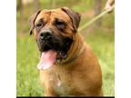 Adopt Diamond a Boerboel