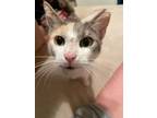 Adopt Cordelia a Domestic Short Hair