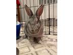 Adopt Onyx a Chinchilla