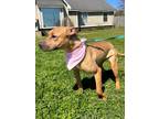 Adopt Dakota a American Staffordshire Terrier, Pit Bull Terrier