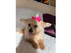 Adopt Carly a Morkie