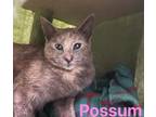 Adopt Possum a Domestic Short Hair