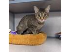 Adopt Chica- *Biscuit Maker a Domestic Short Hair