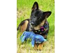 Adopt Luna a German Shepherd Dog