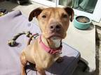 Adopt LULU the pocket pitty a American Staffordshire Terrier