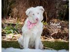 Adopt Lumi a Australian Shepherd, Poodle