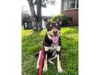 Adopt Tallulah a American Staffordshire Terrier