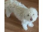 Adopt Prima a Bichon Frise