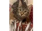 Adopt Margot a Tabby, Domestic Short Hair