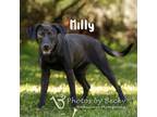 Adopt Milly Jean a Retriever, Mixed Breed