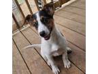 Adopt Waffles a Jack Russell Terrier