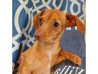 Adopt Ginger a Miniature Dachshund