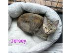 Adopt Jersey a Domestic Short Hair