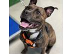 Adopt Kylie a American Staffordshire Terrier