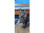 Adopt Doodle a Domestic Long Hair