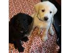 Adopt Great Doodle Litter of 14 a Labradoodle, Great Pyrenees