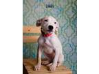 Adopt Dawn a American Staffordshire Terrier, Labrador Retriever