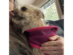 Adopt Lily a Terrier