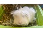 Adopt Rapunzel a Guinea Pig