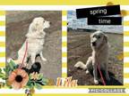 Adopt Lila a Great Pyrenees