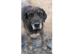 Adopt amber a Black Labrador Retriever