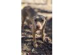 Adopt willow a Labrador Retriever