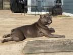 Adopt Storm a American Bully