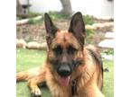 Adopt Baylee a German Shepherd Dog
