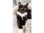 Adopt Tucson a Domestic Short Hair