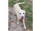 Adopt Glory a Labrador Retriever, Mixed Breed