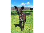 Adopt RED VELVET a Whippet, Border Collie