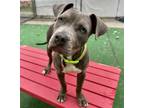 Adopt Charm a Mixed Breed