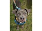 Adopt Charm a Pit Bull Terrier, Mixed Breed