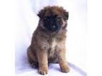 Adopt Terra a German Shepherd Dog, Chow Chow