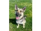 Adopt DEWOODY a German Shepherd Dog, Husky