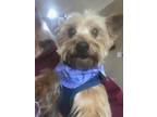 Adopt Tanya a Yorkshire Terrier