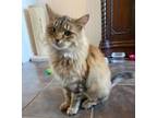 Adopt Tuna a Domestic Medium Hair